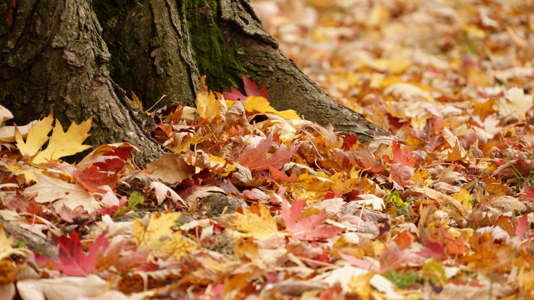 Leaves blanket the ground surrounding a large tree trunk.