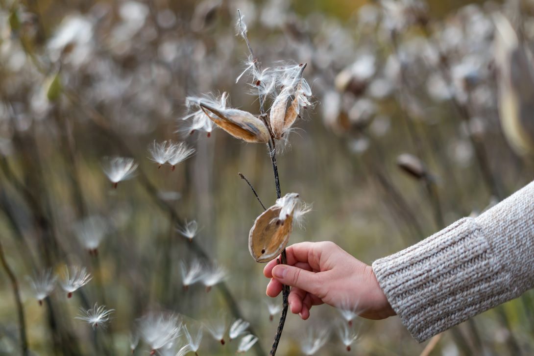 Fluffly milkweed seeds float away from three dried yellow seed pods on a milkweed plant stem as a person gently holds the stem.