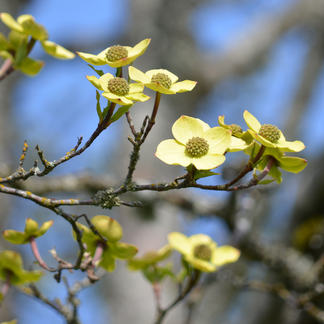 A woody branch of Pacific dogwood bears pale yellow blossoms consisting of small flower clusters surrounded by waxy-looking petal-like leaves called bracts.