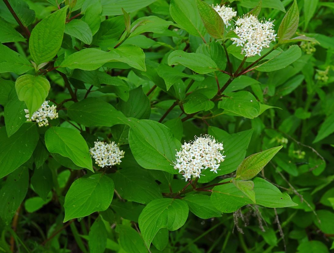 Branches of red-osier dogwood bearing green teardrop-shaped leaves and clusters of delicate white flowers.