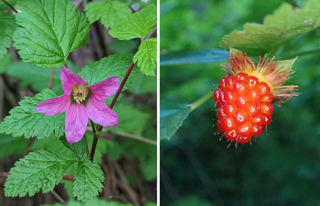 À gauche on aperçoit une fleur rose-mauve à cinq pétales entourée de feuilles vertes et à droite on retrouve une image avec un fruit rouge vif ressemblant à une framboise. 