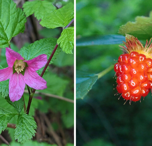 On the left is a pink-purple five-petaled salmonberry flower surrounded by green leaves and on the right is a second image with the shiny red raspberry-like fruit of the same plant.