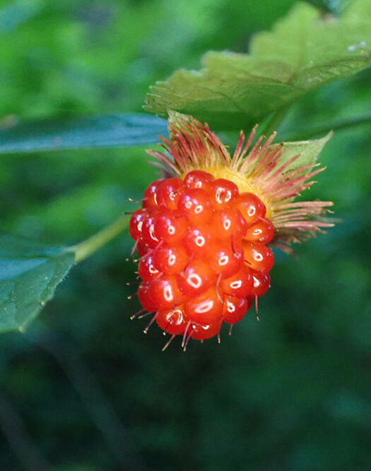On the left is a pink-purple five-petaled salmonberry flower surrounded by green leaves and on the right is a second image with the shiny red raspberry-like fruit of the same plant.