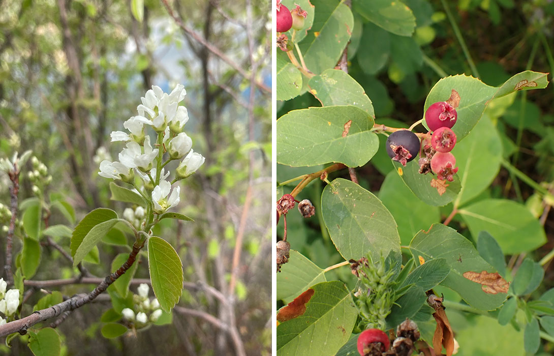 On the left is a branch bearing small white flowers belonging to a saskatoon shrub and on the right a second image shows red and purple berries and green leaves of the same plant.