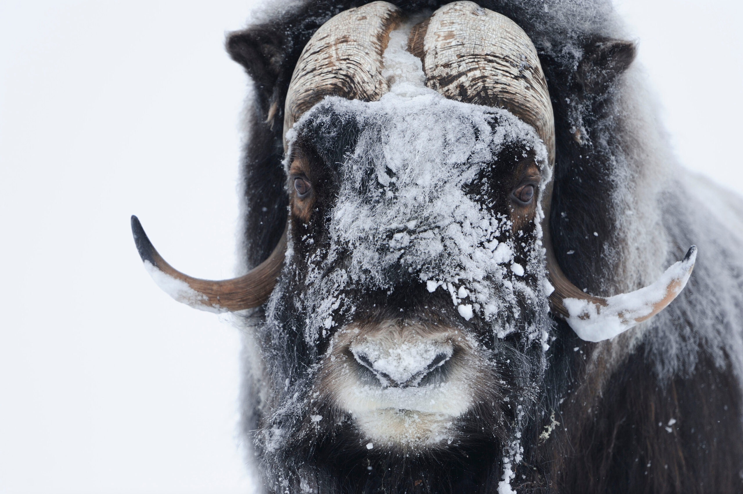 A close up of a muskox with snow on its face.