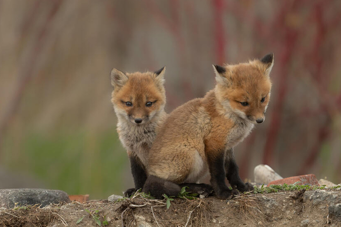Two Red fox (Vulpes vulpes fulva) kits sit outside of their den, in Toronto, Ontario, Canada 