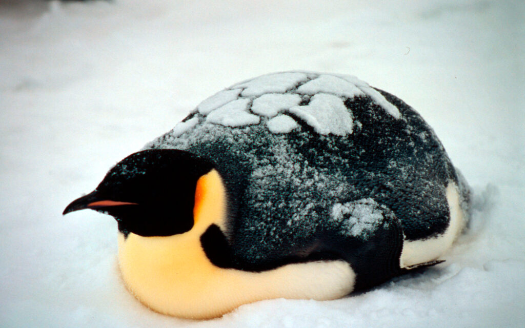 Chubby emperor penguin Lying down on stomach.