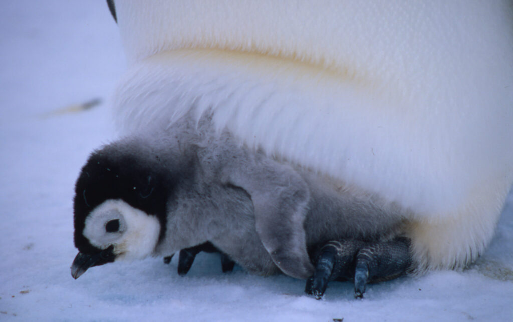 Emperor penguin Chick between the feet of adult.