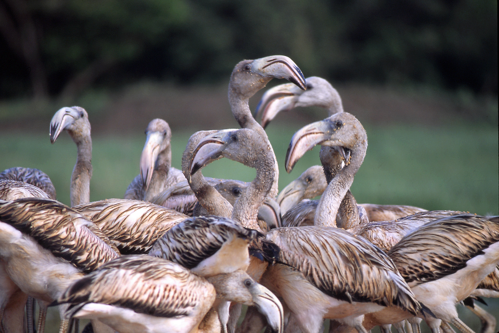 Six Flamboyant Flamingo Facts - WWF.CA