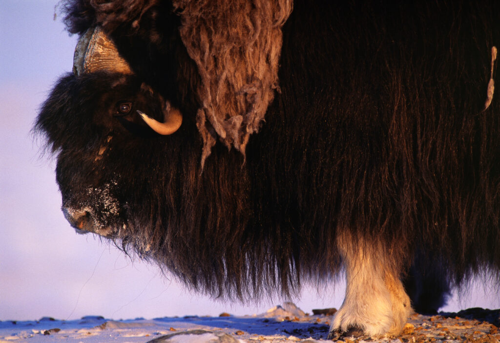 A muskox full body profile from the side, with a purple sky in the background.