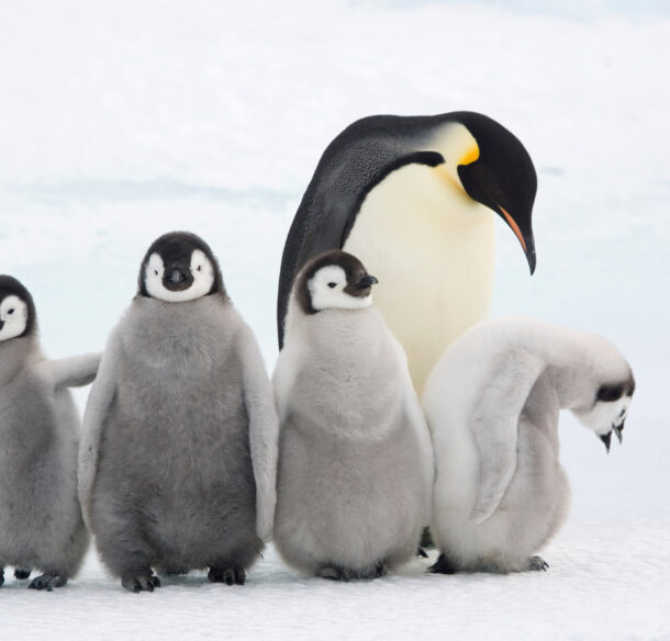 Four Emperor penguin chicks with an adult standing on the snow.