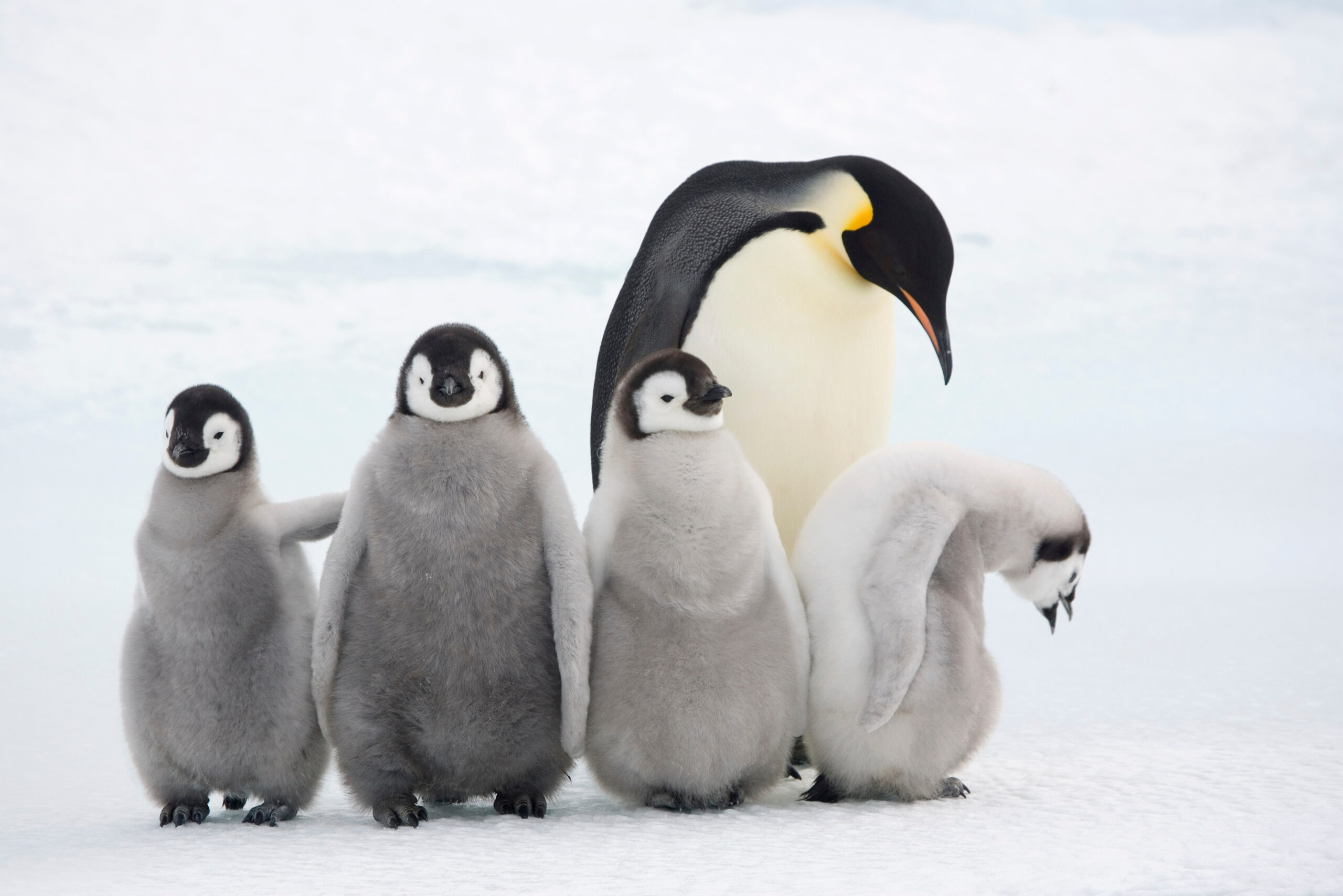 Four Emperor penguin chicks with an adult standing on the snow.