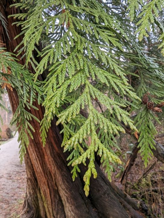A fern-shaped spray of western red cedar leaves, which are green, flat and scale-like, in front of the tree's vertically-grooved brown trunk.