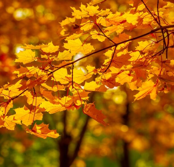 The sun shines through a bough of orange maple leaves in fall, which more orange trees in background.