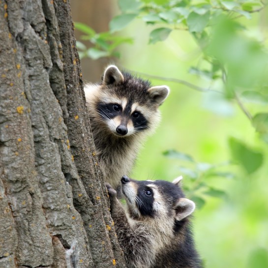 Two raccoons cling to the side of a large tree trunk.