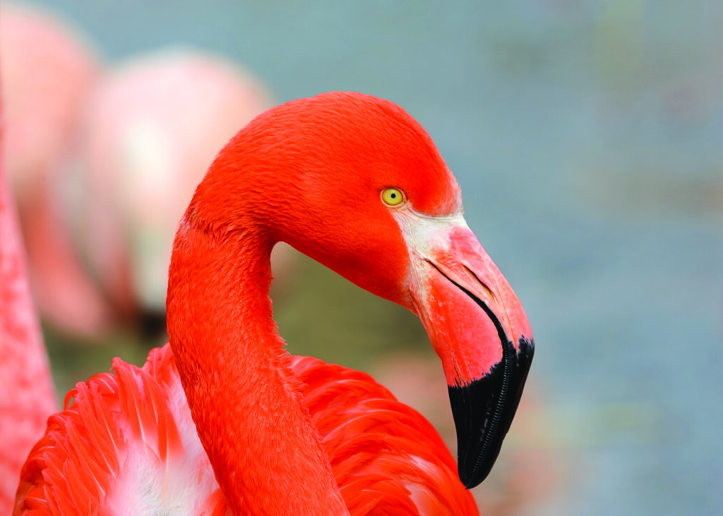 A close up of a bright pink American flamingo.