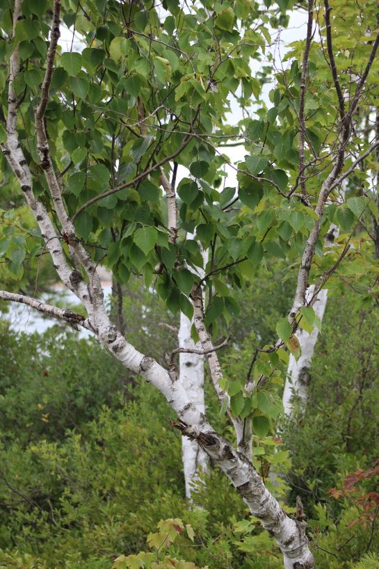 White birch trunks and branches contrast with the trees' dark green leaves.