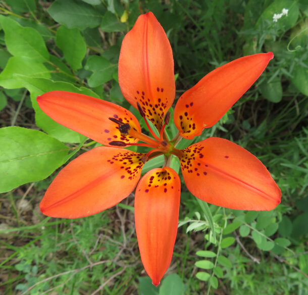 A bright red-orange, wide open, six-pointed wood lily flower faces upwards towards the camera against a backdrop of shorter green plants.
