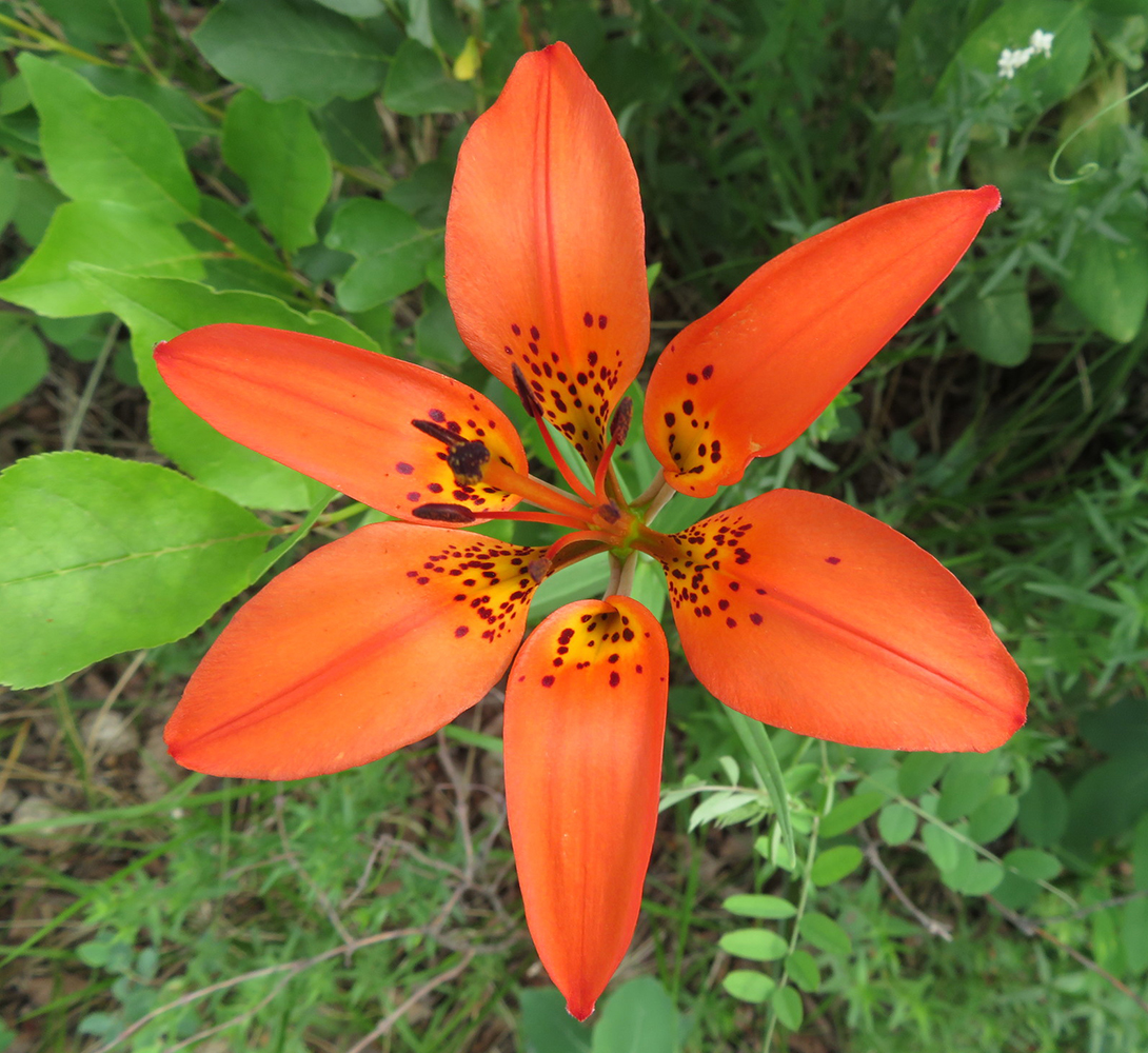 A bright red-orange, wide open, six-pointed wood lily flower faces upwards towards the camera against a backdrop of shorter green plants.