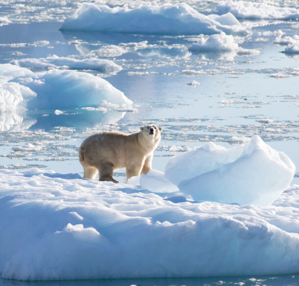 Polar bear on ice flow