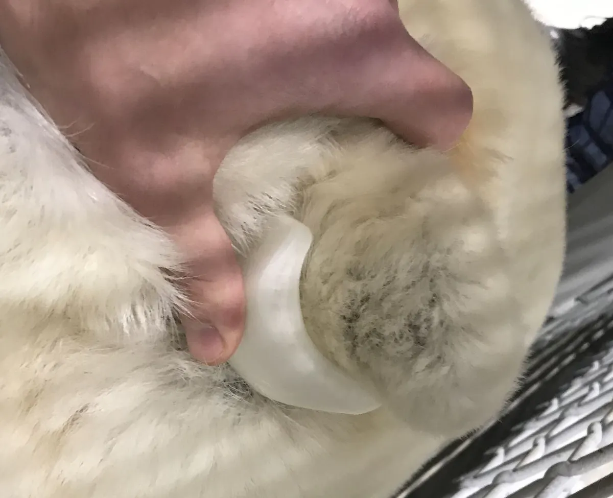Close up of a hand putting a tracking tag on a polar bear ear