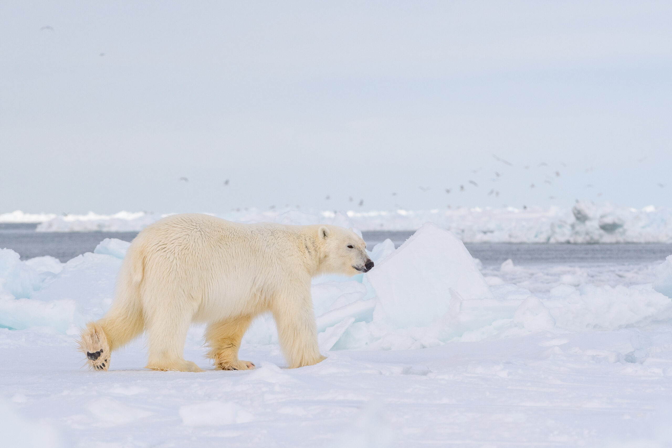 Polar bear walking on a snowy landscape