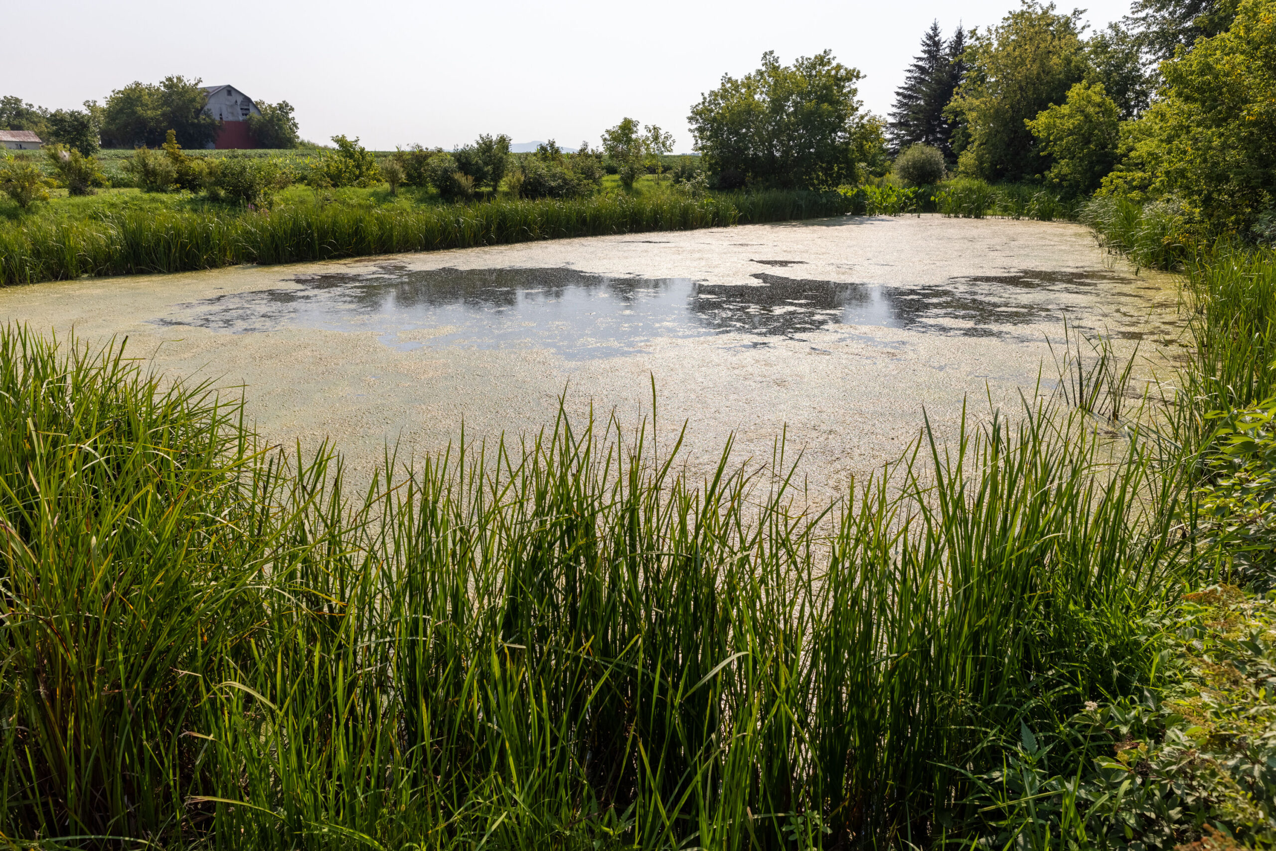 A wetland on agricultural land in Ontario