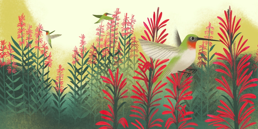 Three tiny hummingbirds sip nectar from tall sprays of bright, attractive flowers.
