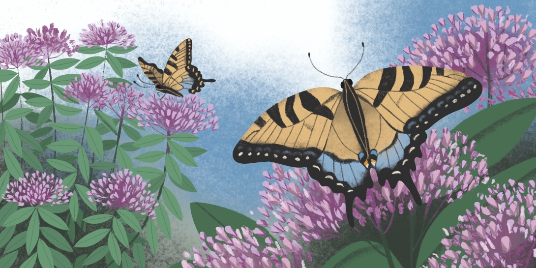 Two large butterflies with contrasting dots and stripes land on plush clusters of small flowers.