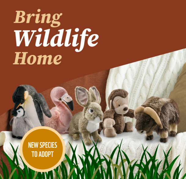 Five plush species, including an emperor penguin family, flamingo, rabbit, muskox and monkey sit on a soft foreground. There are blankets in the background to show they are in a home setting, and grass in the front to highlight their natural habitat.