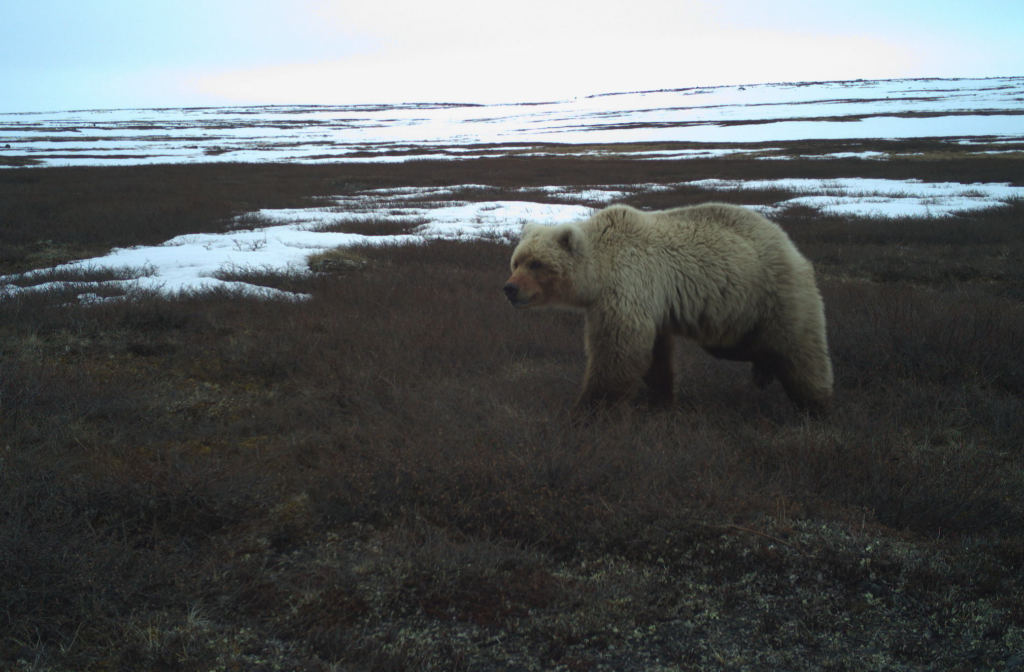 Grizzly bear caught on motion sensor camera at Bathurst inlet caribou calving grounds.