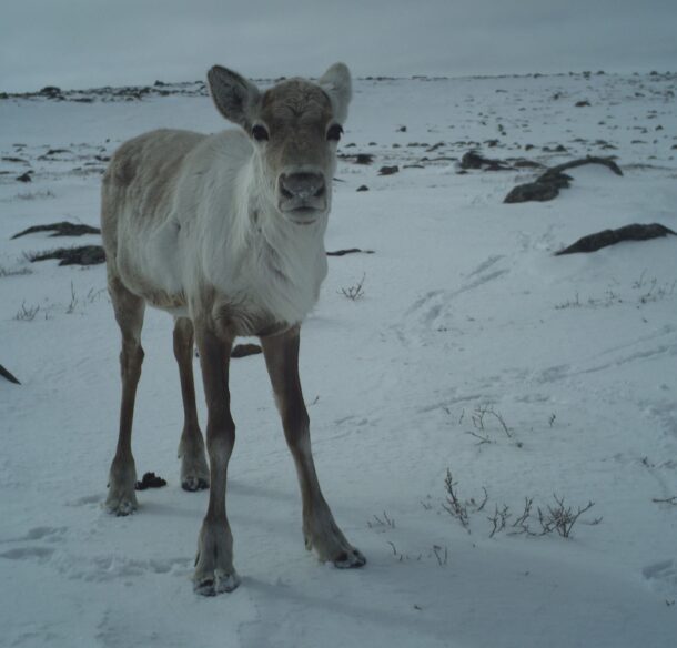 Caribou calf caught on motion sensor camera in Bathurst Inlet © Government of Nunavut