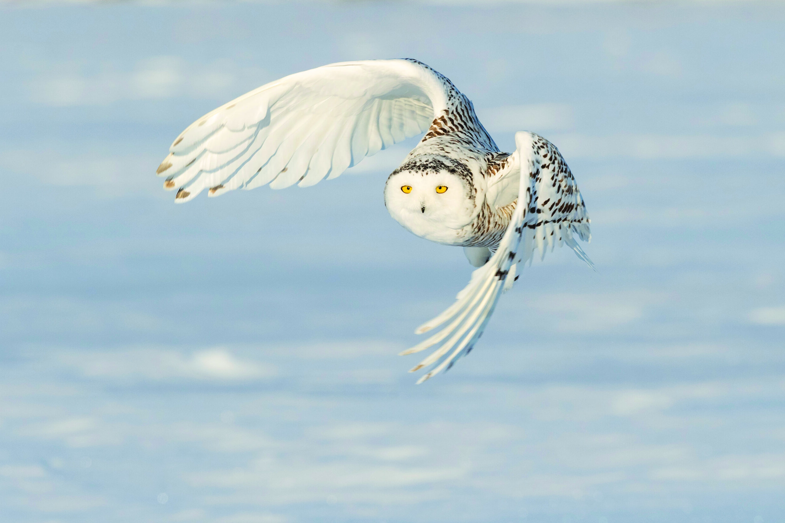 nowy owl flying over snow-covered landscape on a sunny day.