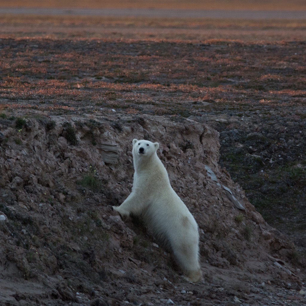 Young polar bear on a river bank