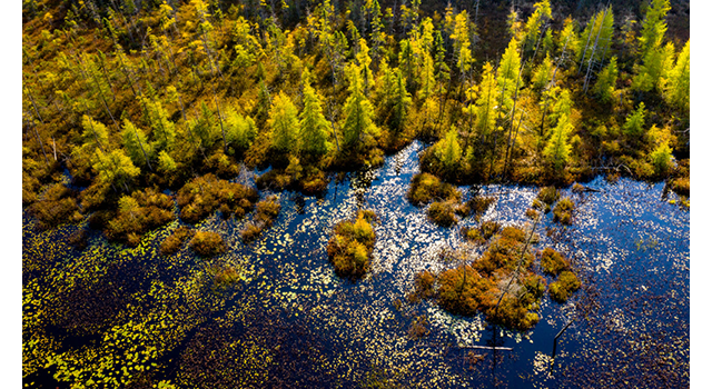 Aerial photo of a marshland forest in the sunshine © Shutterstock