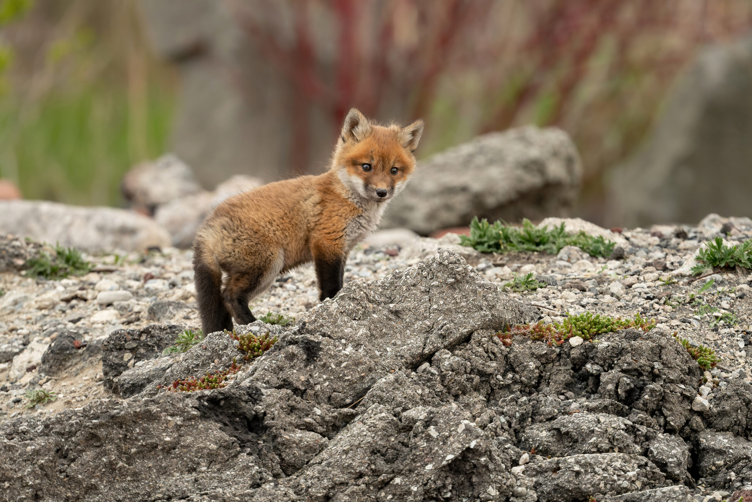 A confident young Red fox (Vulpes vulpes fulva) kit stands outside of its den, in Toronto, Canada