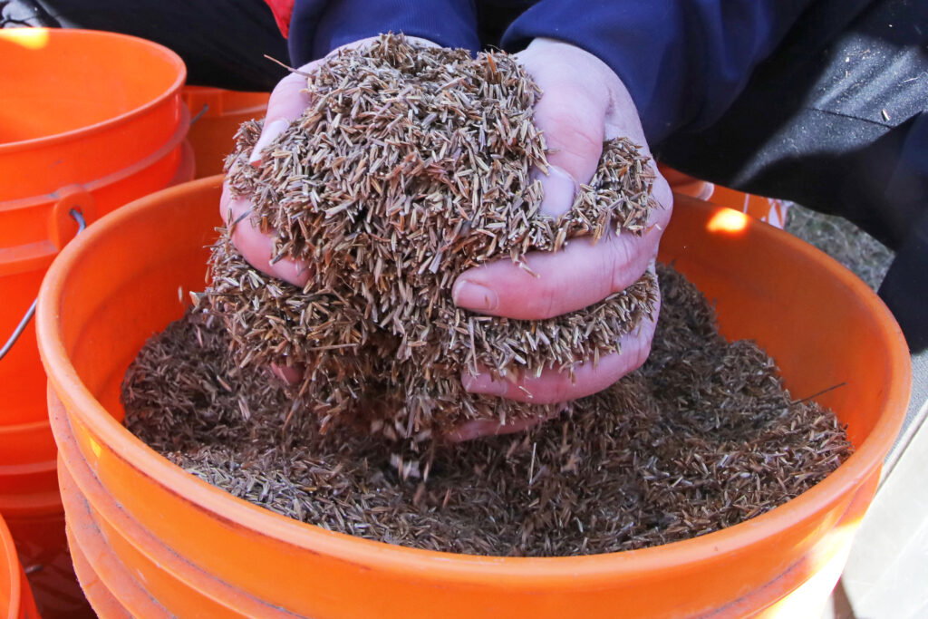A pair of hands holding native grass seeds above a bucket.