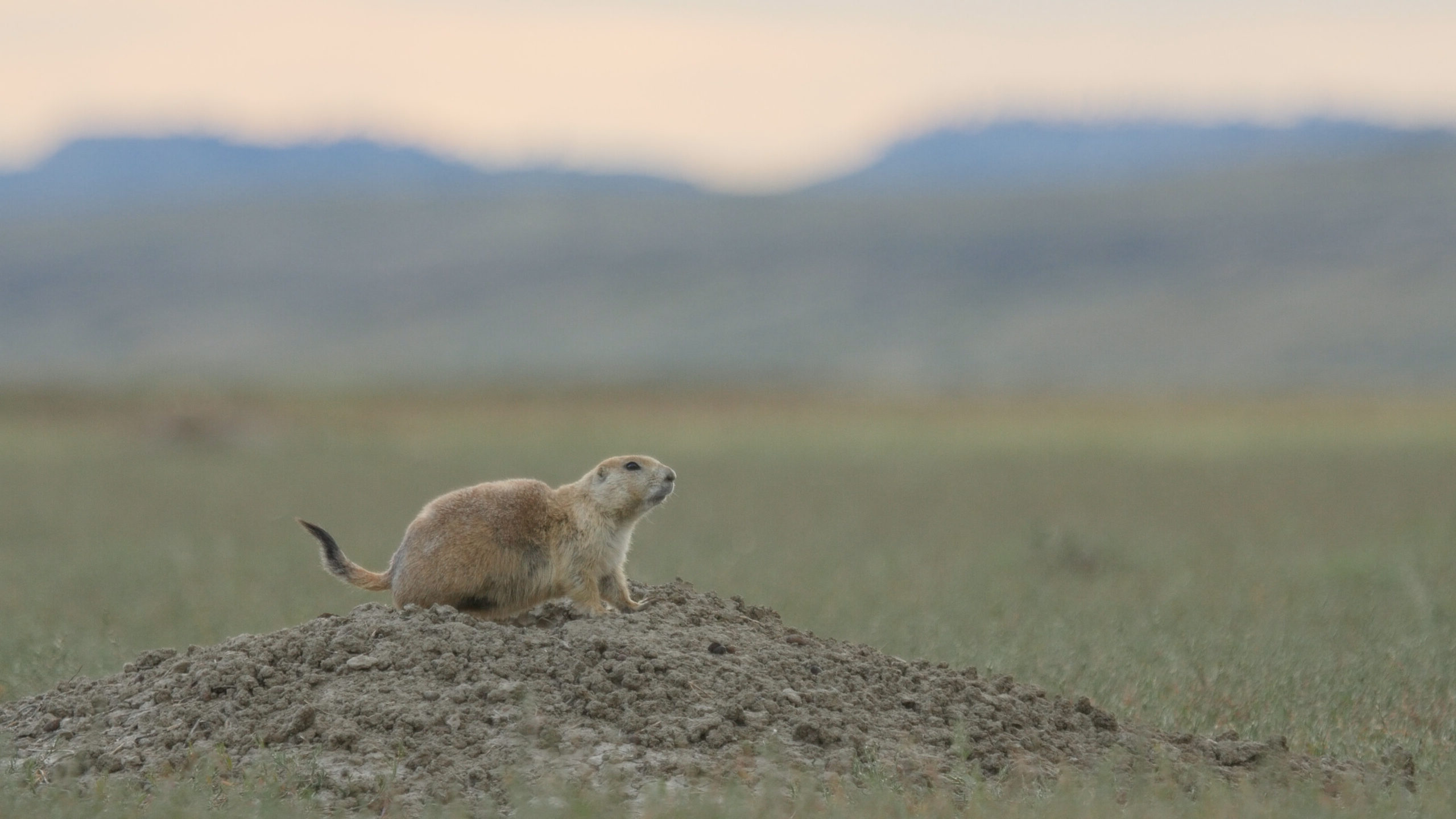 Chien-de-prairie à queue noire