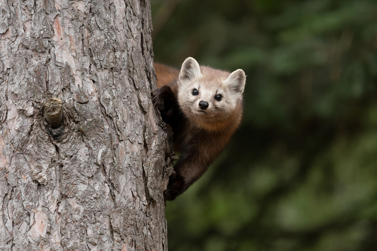 Une martre d'Amérique se tient sur un tronc d'arbre
