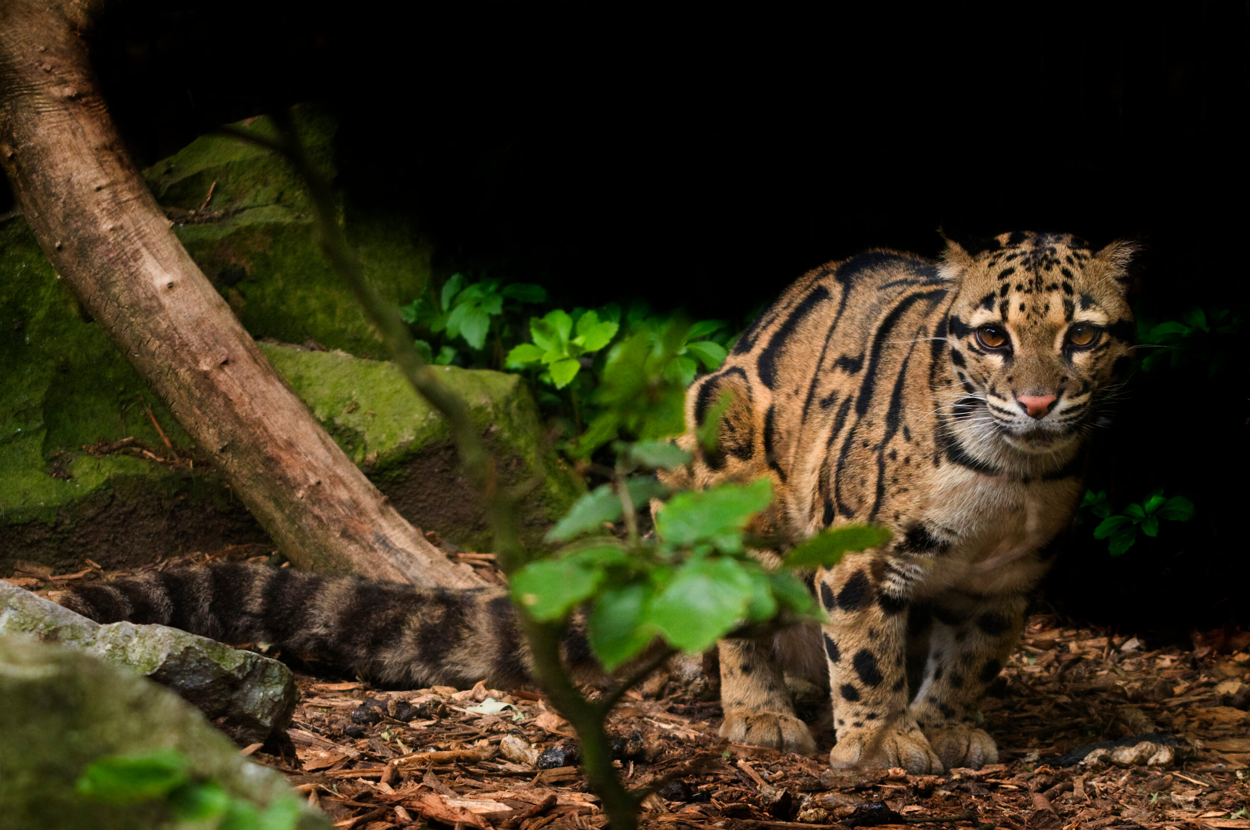 A clouded leopard in captivity.