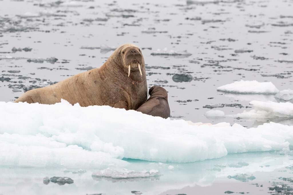 A female walrus and young offspring on an ice floe. © Richard Barrett / WWF-UK