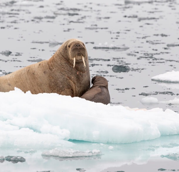 A female walrus and it's young offspring on an ice floe.