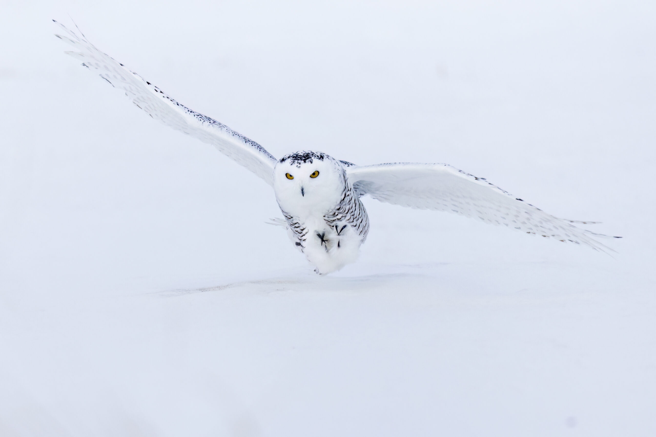 Snowy Owl (Bubo scandiacus), Alberta, Canada