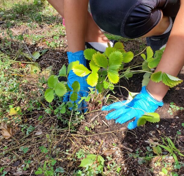 Close up of a child's hands planting a young native strawberry plant.