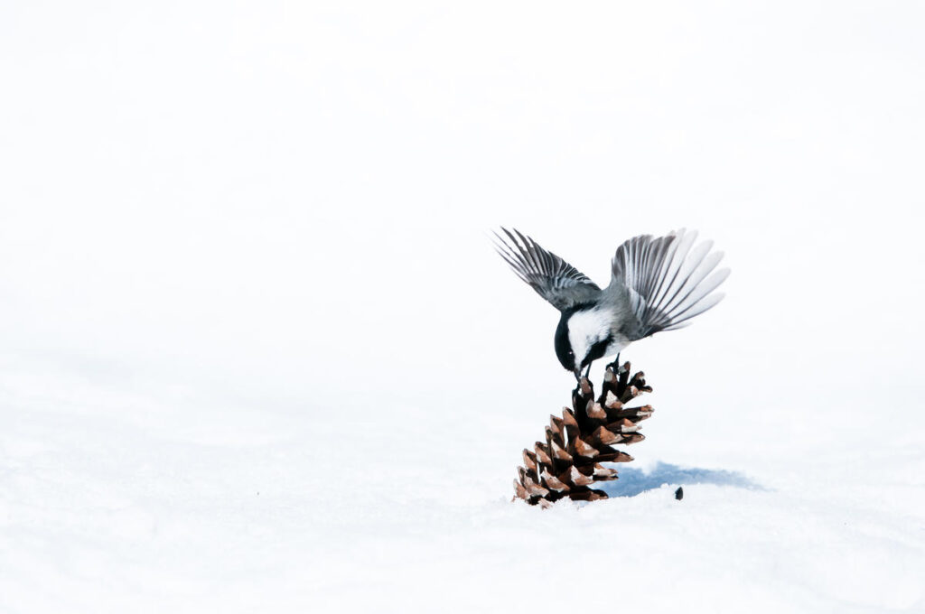 Black-capped chickadee in snow with a pinecone