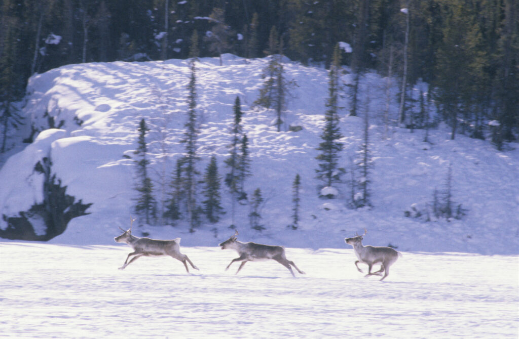 Three barren-ground Caribou running over winter snow Northwest Territories, Canada.