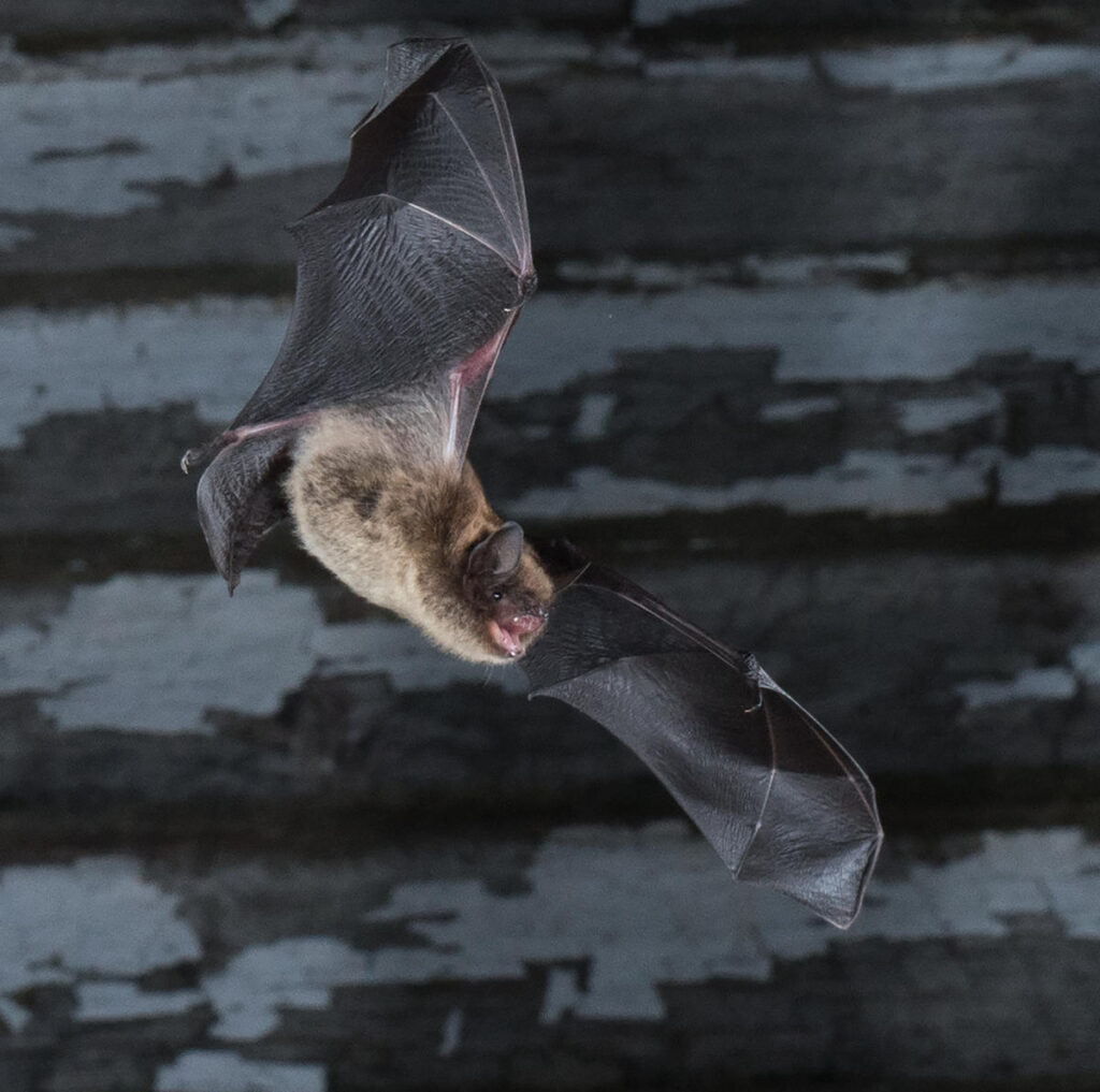 Little brown bat in flight.