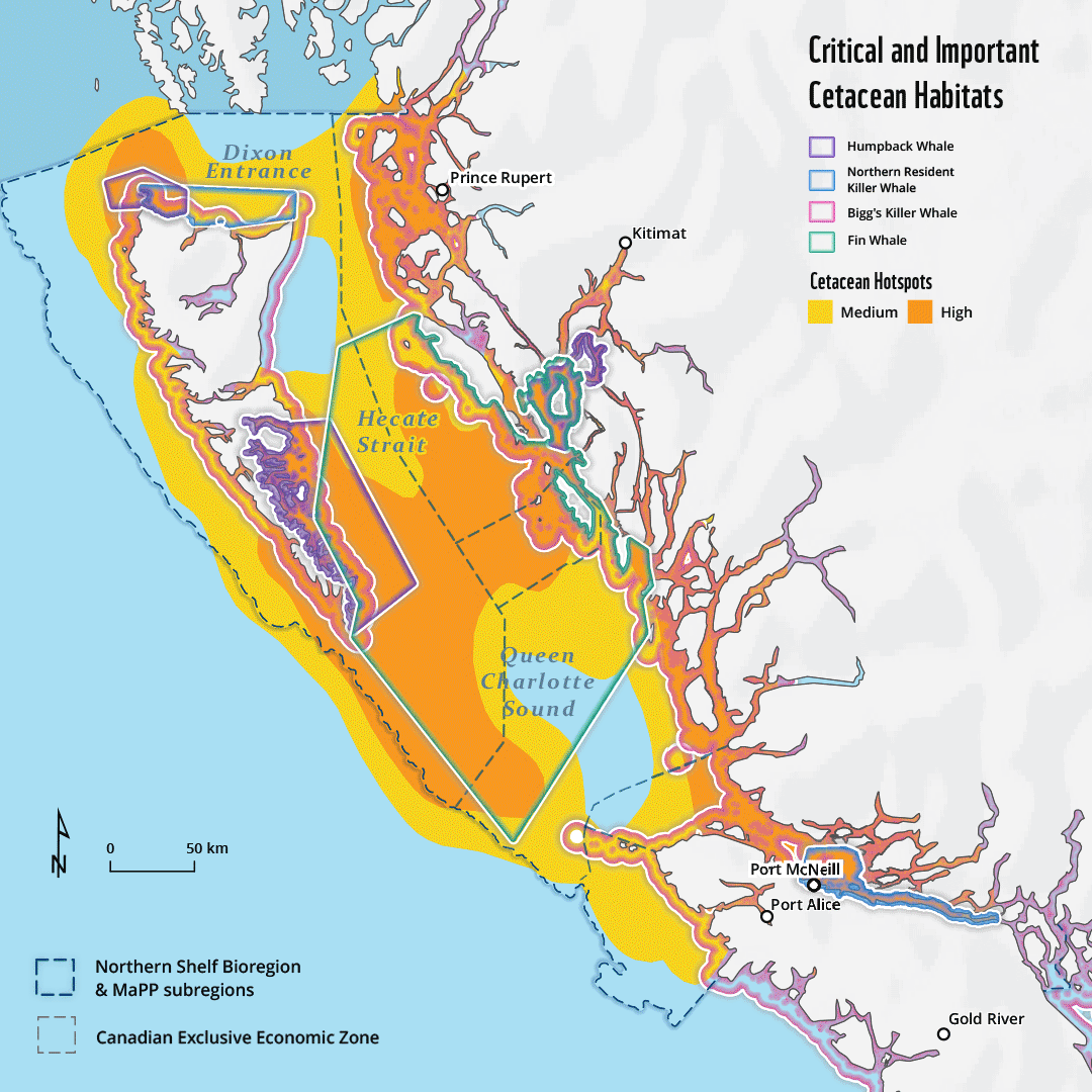 Looped image showing critical and important habitat (in yellow and orange) for at-risk whale populations in the Northern Shelf Bioregion and ship speed and discharge data that was visualized as part of the WWF-Canada report (in purple and blue). There is significant overlap between ship speed and discharge and at-risk whale habitat.