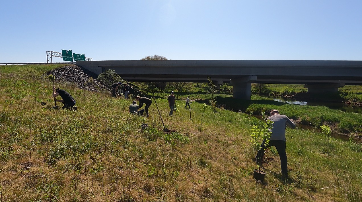 Volunteers plant seedlings along a bridge as part of Kennebecasis Watershed Restoration Committee's tree planting efforts