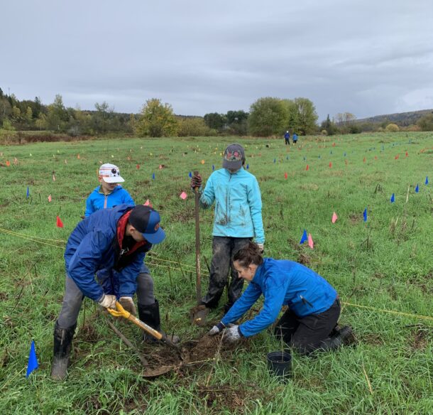 Two adults digging a hole in a field to plant a tree as two children watch. Several colored flags litter the field to mark areas to be planted in and which species